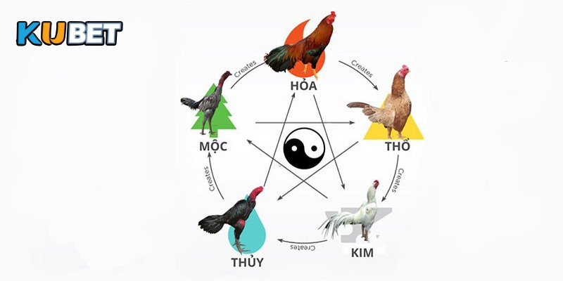 Xem màu mạng đá gà cùng thông tin bổ ích