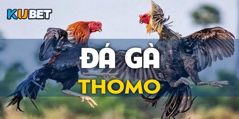 Loại hình đá gà Thomo