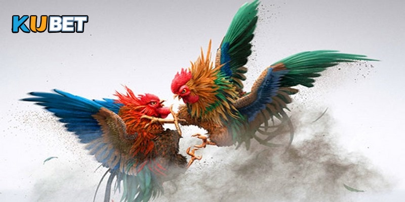 Hiểu rõ thuật ngữ đá gà giúp bạn tăng cơ hội thắng thưởng