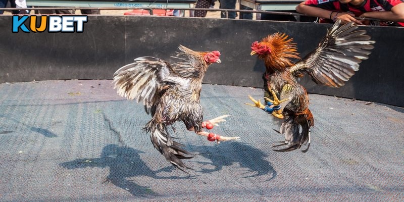 Các giống gà lựa chọn tham gia thi đấu cựa sắt