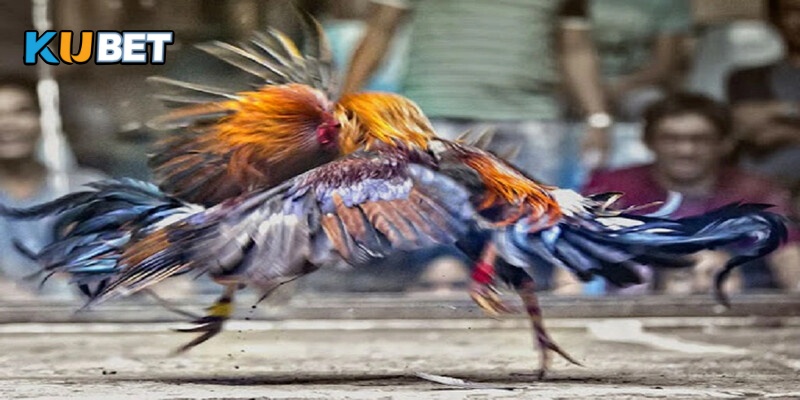 Cách xem màu mạng đá gà đơn giản