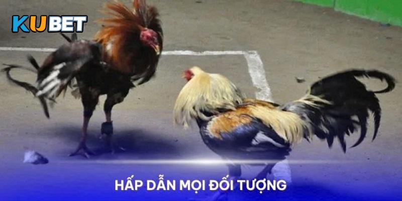 Những điều đặc biệt đá gà tại Thomo