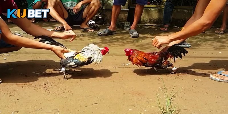 Các thuật ngữ thường gặp trong hình thức cá cược đá gà