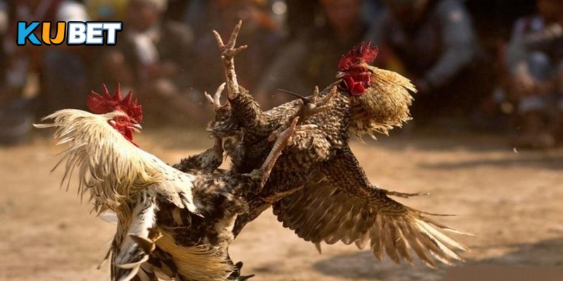 Những lưu ý quan trọng khi tham gia chơi đá gà cựa sắt