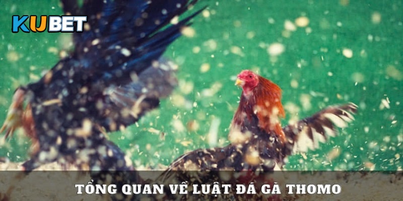 Luật cơ bản trong đá gà tại Thomo