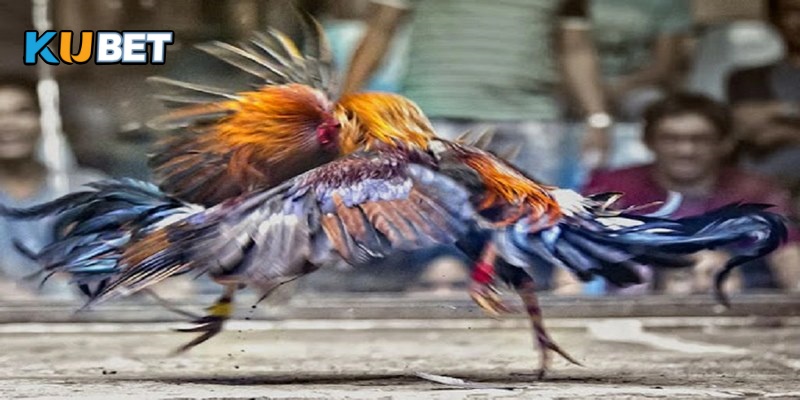 Chiến thuật ghi nhớ các khái niệm gà đá quan trọng